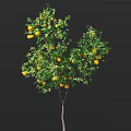 Fruit Laden Arbor Tree With Bright Yellow Fruits And Lush Green Leaves Against Dark Background