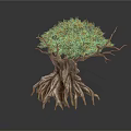 Ancient Tree With Thick Trunk Extensive Roots And Orange Yellow Foliage
