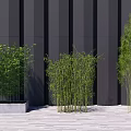 Different Bamboo Varieties In Modern Outdoor Setting 3d model