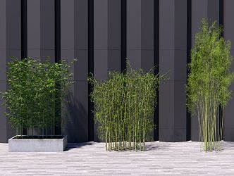 Modern bamboo potted plant 3d model