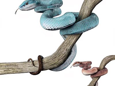 Reptile Snakes Coiled On Tree Branches With Colorful Blue And Brown Scales 3d model