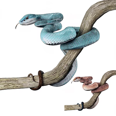 Reptile Snakes Coiled On Tree Branches With Colorful Blue And Brown Scales 3d model