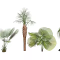 Various Tropical Trees with Lush Green Palm Leaves and Distinct Trunk Structures