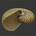 Nautilus Shell With Spiral Shape And Orange White Stripes On Dark Background 3d model