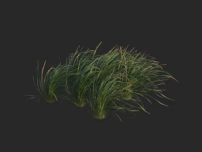 Lush Green Grass Clumps With Long Leafy Blades On Black Background 3d model