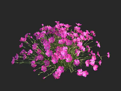 Vibrant Pink Ground Cover Flowers With Clustered Blooms And Green Stems 3d model