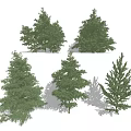 Different Types of Arbor Trees with Green Foliage and Diverse Shapes