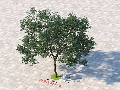 Single Trunk Chongyang Arbor on Paved Ground With Person Observing Green Circular Pit 3d model