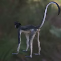 Reptile In Natural Habitat With Long Tail And Scaly Skin Features