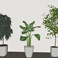 Various Types Of Indoor Potted Plants In White Pots For Home Interior Decor