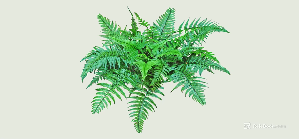 Lush Fern Bush With Feathery Green Leaves For Indoor Outdoor Decor 3d model 
