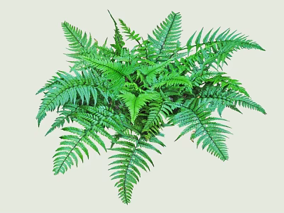 Lush Fern Bush With Feathery Green Leaves For Indoor Outdoor Decor 3d model