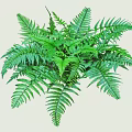 Lush Fern Bush With Feathery Green Leaves For Indoor Outdoor Decor
