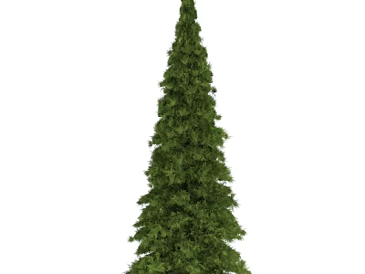 Tall Green Arbor With Pyramidal Shape Lush Evergreen Foliage And Dense Branches 3d model