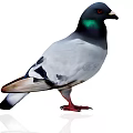 Gray Feathered Pigeon with Black Head Green Neck and Red Feet on White Background