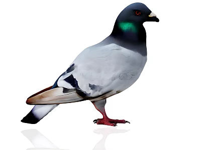 Gray Feathered Pigeon with Black Head Green Neck and Red Feet on White Background 3d model