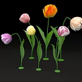 Blooming Multicolored Tulips with Green Stems and Leaves on Black Background