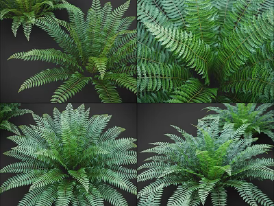 Lush Green Fern Plants With Feathery Leaves For Indoor Home Decor 3d model