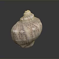 Aquatic Animal Spiral Seashell with Brown White Patterns and Textured Surface 3d model