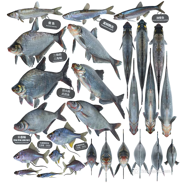 Various Freshwater Fish Species Showcasing Different Shapes Sizes And Features 3d model 