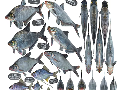 Various Freshwater Fish Species Showcasing Different Shapes Sizes And Features 3d model