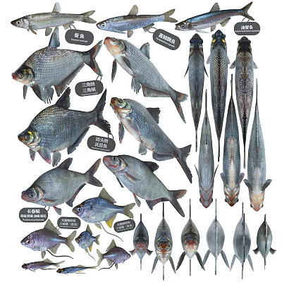 Various Freshwater Fish Species Showcasing Different Shapes Sizes And Features 3d model Various Freshwater Fish Species Showcasing Different Shapes Sizes And Features 3d model