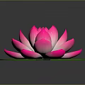 Blooming Pink Lotus Flower With Fresh Green Lily Pad On Dark Background