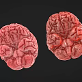 Woman Observing Detailed 3D Brain Models in Pink and Red Tones Against Black Background