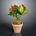 Indoor Potted Plant With Green Leaves And Red Flowers In Terracotta Pot Against Dark Background