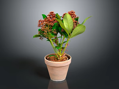 Indoor Potted Plant With Green Leaves And Red Flowers In Terracotta Pot Against Dark Background 3d model