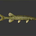Aquatic Animal Pike Fish With Yellow Green Patterned Slender Body Fins Tail Dark Background Reflection