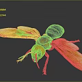 Realistic Wasp With Orange Wings Red Body And Black Abdomen Detailed Closeup