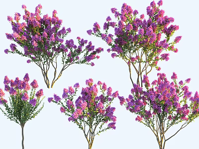 Multiple Arbor Trees Blooming With Vibrant Purple Flowers In Garden 3d model