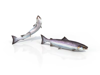 Silver Colored Salmon Fish One Leaping And One Lying On White Background 3d model