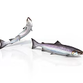 Silver Colored Salmon Fish One Leaping And One Lying On White Background