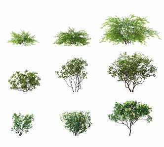 Modern Shrub Plant 3d model