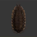 Copper Colored Shiny Segmented Pill Bug With Elliptical Body And Many Legs On Gray Background