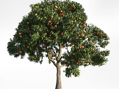 Lush Fruit Tree With Green Leaves And Ripe Orange Fruits 3d model