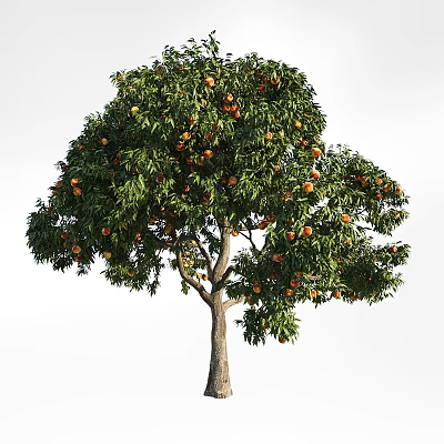Lush Fruit Tree With Green Leaves And Ripe Orange Fruits 3d model