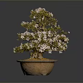 Beautiful Bonsai Plant With Pink Flowers And Green Leaves In Terracotta Pot