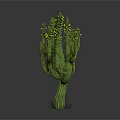 Green Cactus Plant With Yellow Flowers And Thick Stem On Reflective Surface