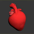 Red 3D Rendered Human Heart Model With Glossy Texture On Dark Background 3d model