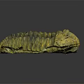 Ancient Trilobite Fossil With Detailed Exoskeleton Structure And Prehistoric Features