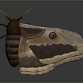 Large Moth With Patterned Wings And Eye Like Spots On Dark Background