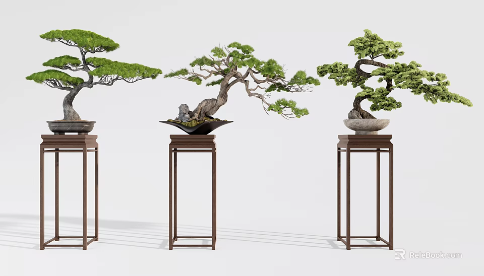 Three Elegant Pine Bonsai Plants on Tall Decorative Stands for Indoor 3d model 