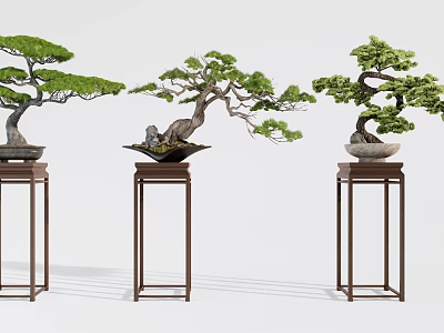 Three Elegant Pine Bonsai Plants on Tall Decorative Stands for Indoor 3d model