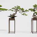 Three Elegant Pine Bonsai Plants on Tall Decorative Stands for Indoor