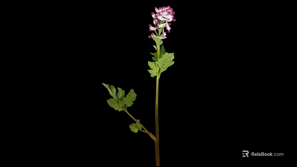 Pink Purple Flowering Plant With Green Leaves On Black Background 3d model 