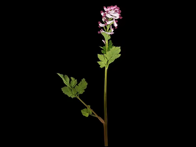Pink Purple Flowering Plant With Green Leaves On Black Background 3d model