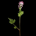 Pink Purple Flowering Plant With Green Leaves On Black Background
